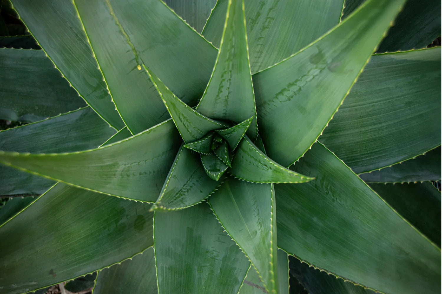 Top-down view of a healthy aloe vera plant with radiating green leaves